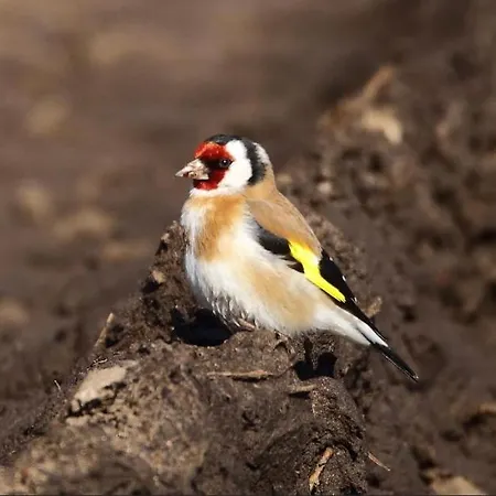 Фермерский дом Kopice 